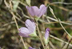 Sidalcea covillei