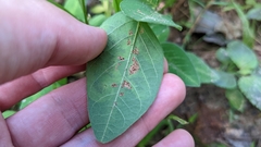 Porphyrosela minuta