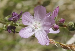 Sidalcea covillei