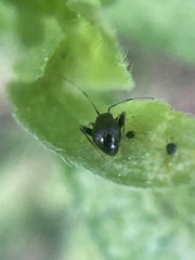 Microtechnites bractatus