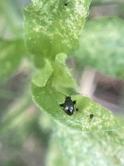 Microtechnites bractatus