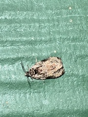 Olethreutes furfuranum