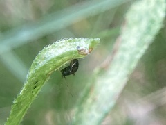 Microtechnites bractatus