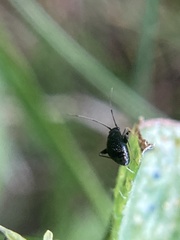 Microtechnites bractatus