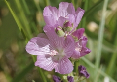 Sidalcea covillei