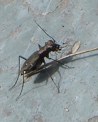 Cylindera kaleea