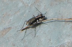 Cylindera kaleea
