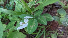 Porphyrosela minuta