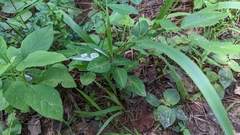 Porphyrosela minuta
