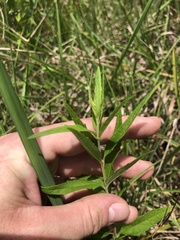 Brickellia eupatorioides texana