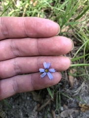 Sisyrinchium montanum