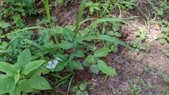 Porphyrosela minuta