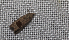 Notocelia uddmanniana