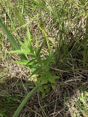 Brickellia eupatorioides texana