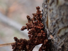 Arceuthobium americanum