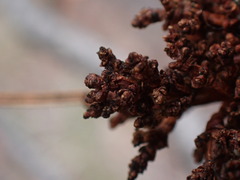 Arceuthobium americanum