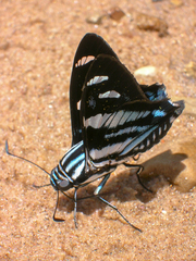 Jemadia