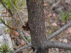 Arceuthobium americanum