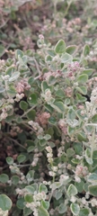 Chenopodium curvispicatum