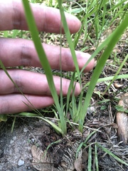 Sisyrinchium montanum