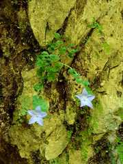 Campanula fragilis cavolinii