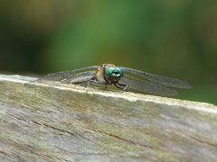 Cordulia shurtleffii