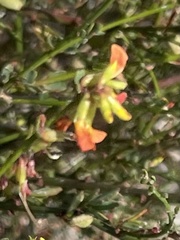 Acmispon glaber glaber