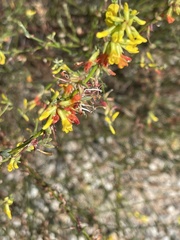 Acmispon glaber glaber