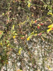 Acmispon glaber glaber