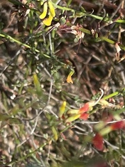 Acmispon glaber glaber