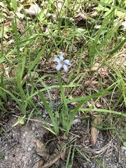 Sisyrinchium montanum