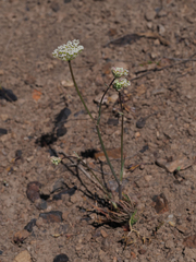 Perideridia bolanderi