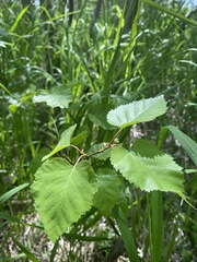 Betula ermanii