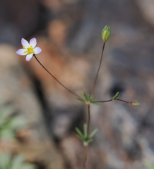 Leptosiphon septentrionalis