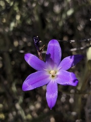 Brodiaea filifolia
