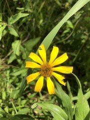 Heliopsis gracilis