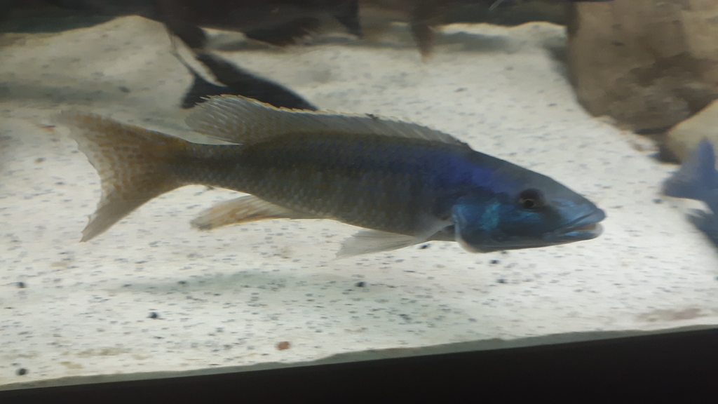 Trout cichlid (Champsochromis caeruleus) — Cichlidae