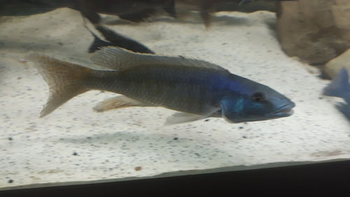 Forel-malawicichlide (Champsochromis caeruleus) — Cichlidae