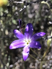 Brodiaea filifolia