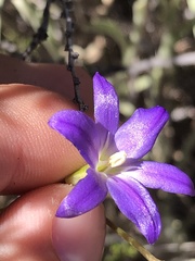 Brodiaea filifolia