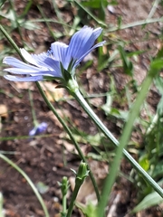 Cichorium intybus