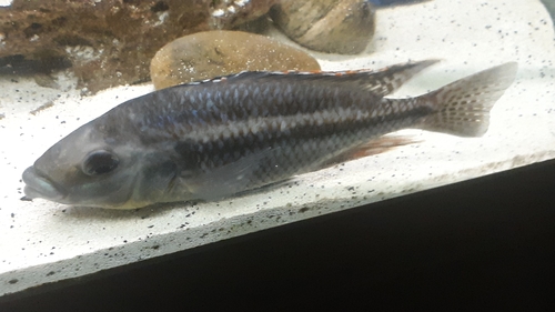Malawi thick lip (Cheilochromis euchilus) — Cichlidae — 2