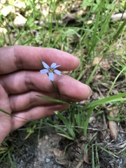 Sisyrinchium montanum