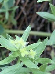 Galium serpenticum