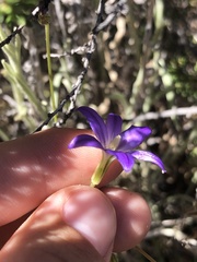 Brodiaea filifolia