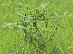 Asimina angustifolia