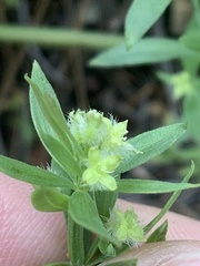 Galium serpenticum