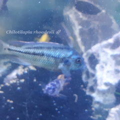 Chilotilapia rhoadesii
