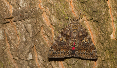 Catocala sponsa