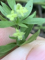 Galium serpenticum